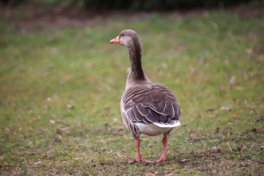 A close-up of a gray goose on the edge of a village pond.