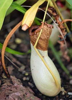 The flower of a kind of pitcher plant, an orchid in a greenhouse