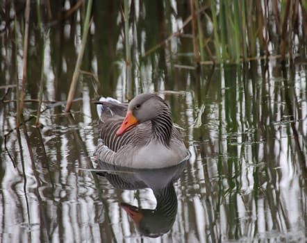 A close-up of a gray goose on the edge of a village pond.