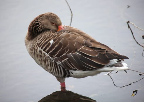 A close-up of a gray goose on the edge of a village pond.