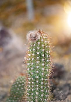 Portrait of a cactus, A cactus in a tropical environment.