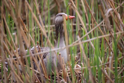 A family of gray goose at a village pond where they make their home.