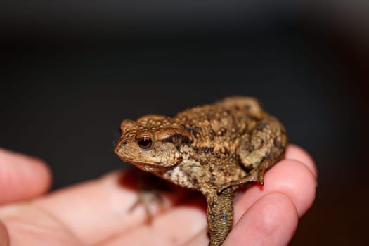 A small common toad on the hand. Close up of a Bufo bufo.