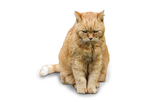 Portrait, close-up of a cat, a village cat.