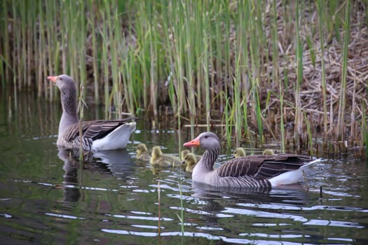 A family of gray goose at a village pond where they make their home.