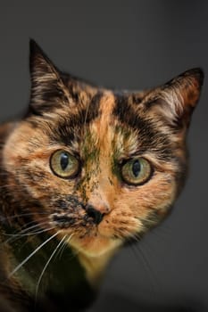 Portrait of a house cat, a cat with reddish-brown fur.