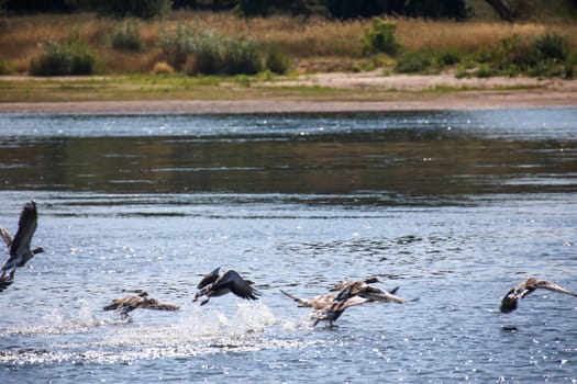 A large group of gray geese in the shallow waters of the Elbe River.