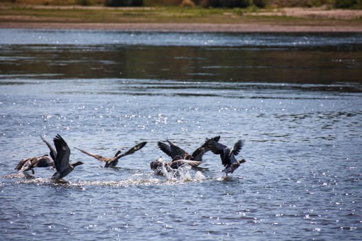 A large group of gray geese in the shallow waters of the Elbe River.