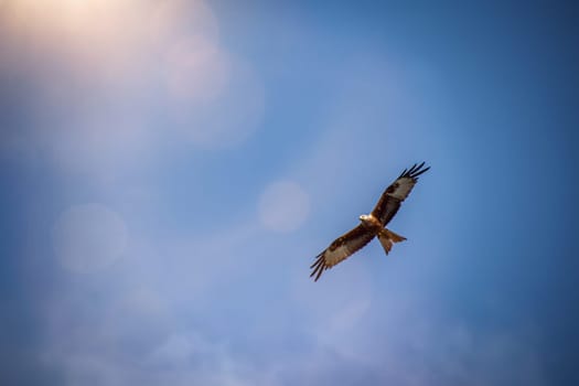 A red kite with outstretched wings circles in the sky.