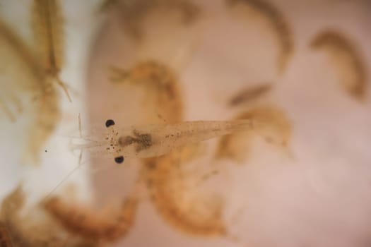 Artemia in a plastic cup. Artemia are small prehistoric crustaceans and are popular for feeding fish.