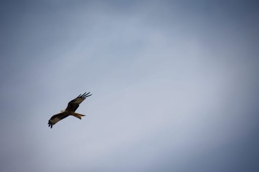A red kite with outstretched wings circles in the sky.