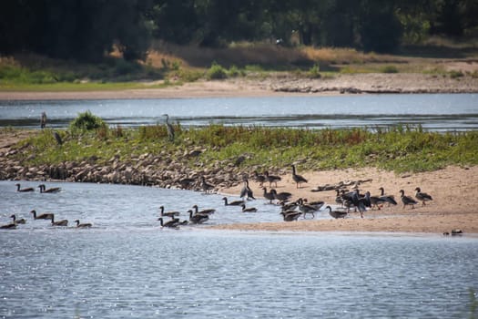 A large group of gray geese in the shallow waters of the Elbe River.