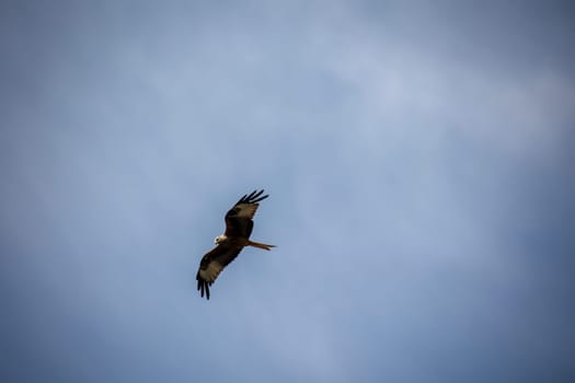 A red kite with outstretched wings circles in the sky.