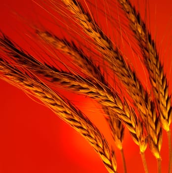 Close up of several wheat stalks against an orange background.