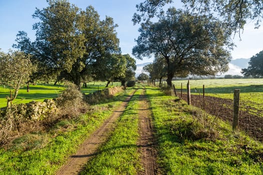Cork oak trees (Quercus suber) in the morning, Extremadura, Spain, Europe