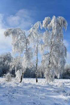 Winter landscape with snowy trees