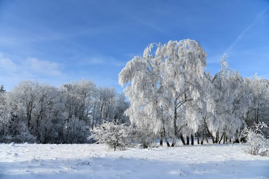 Winter landscape with snowy trees