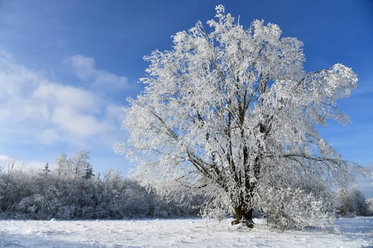 Winter landscape with snowy trees