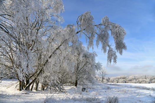 Winter landscape with snowy trees
