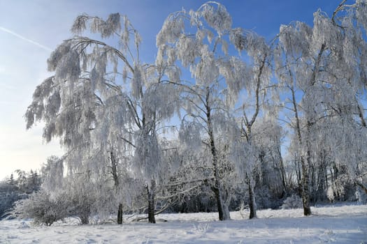 Winter landscape with snowy trees