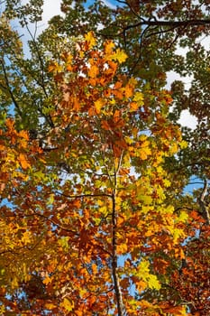 A Plethora of Colors in the Fall Forest in Shenandoah National Park in Virginia