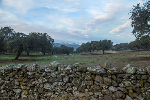 Cork oak trees (Quercus suber) in the morning, Extremadura, Spain, Europe