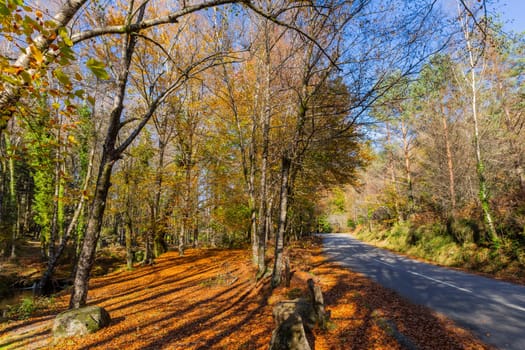 Autumn landscape with road and beautiful colored trees, in Geres, portuguese national Park