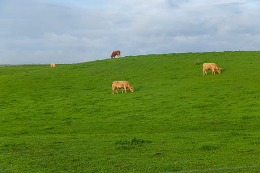 Cattle in a meadow near Caceres. Extremadura, Spain.