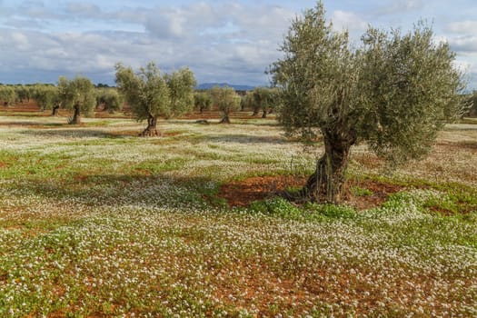Olive trees in the fields of Extremadura near Caceres in Spain