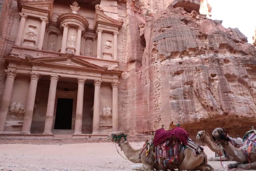 Camels resting in front of the Treasury, Al Khazneh, Petra, Jordan 2021