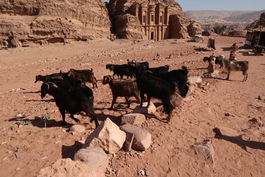 Herd of goats near the Monastery, ad Deir, ancient Nabataean City of Petra, Jordan 2021