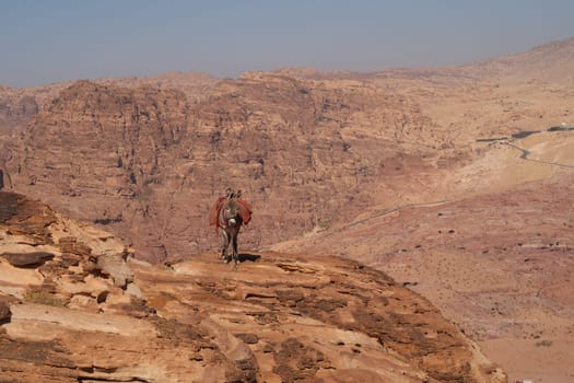 Donkey on a rock close to the view point of the high place of sacrifice trail, Petra, Jordan 2021