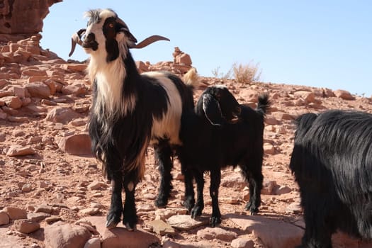 Goats observing the people near the Monastery, ad Deir, Jordan 2021