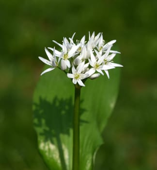 Baerlauch is an important wild herb and medicinal plant that has a garlic scent with white flowers. It has several poisonous double-gaggers,such as Maigloeckchen,Herbstzeitlose,Arum stick. Baerlauch is an important herb and medicinal plant that has a garlic scent with white flowers. It has several poisonous doppelgangers,(double runner) such as lily of the valley,autumn crocus and arum.