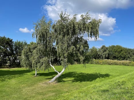 Birch tree,birch Betula,is a native tree that is also used medicinally as a medicinal plant. Birch tree,birch betula,is a native tree that is also used medicinally as a medicinal plant.