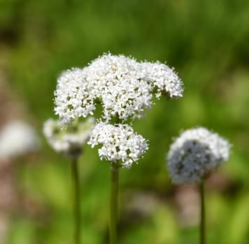 Valerian,Valeriana officinalis,is a wild plant with white flowers. It is an important medicinal plant and is also used in medicine. Valerian,Valeriana officinalis,is a wild plant with white flowers. It is an important medicinal plant and is also used in medicine.
