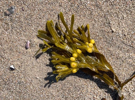 Bladderwrack,Fucus vesiculosus is an alga that is also used as a medicinal plant. Bladderwreck,Fucus vesiculosus,is an alga that is also used as a medicinal plant.