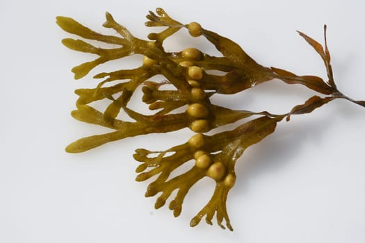 Bladderwrack,Fucus vesiculosus is an alga that is also used as a medicinal plant. Bladderwreck,Fucus vesiculosus,is an alga that is also used as a medicinal plant.