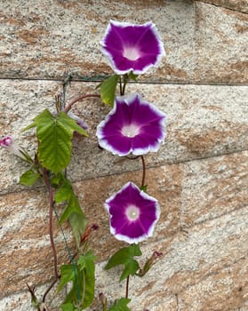 Ipomoea purpurea,tricolor,is a beautiful climber. Tricolor morning glory,Ipomoea purpurea,tricolor,is a lovely climber to hold.