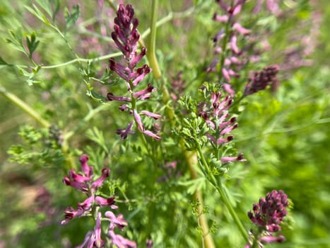 Erdrauch,Fumaria,Officinalis is a wild and medicinal plant with pink flowers. Fumitory,Fumaria,Officinalis is a wild and medicinal plant with pink flowers.