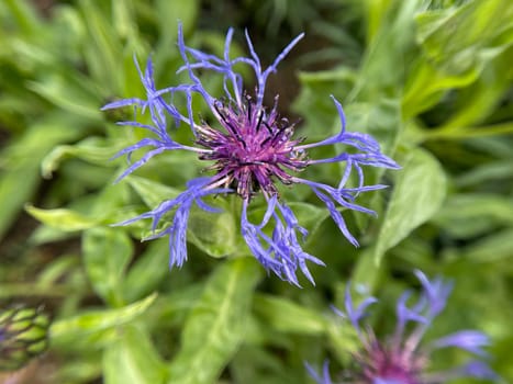 Mountain Flakeflower,Centaurea,montana is a wild and medicinal plant with blue flowers. Mountain knapweed,Centaurea,montana is a wild and medicinal plant with blue flowers