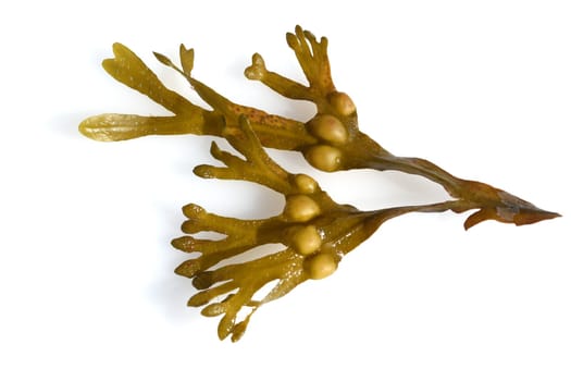Bladderwrack,Fucus vesiculosus is an alga that is also used as a medicinal plant. Bladderwreck,Fucus vesiculosus,is an alga that is also used as a medicinal plant.