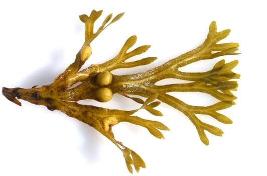 Bladderwrack,Fucus vesiculosus is an alga that is also used as a medicinal plant. Bladderwreck,Fucus vesiculosus,is an alga that is also used as a medicinal plant.