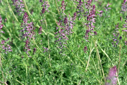 Erdrauch,Fumaria,Officinalis is a wild and medicinal plant with pink flowers. Fumitory,Fumaria,Officinalis is a wild and medicinal plant with pink flowers.