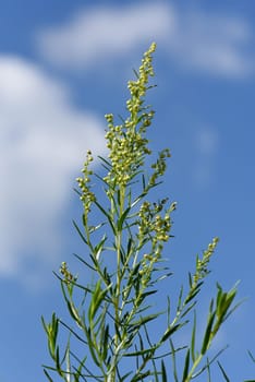 Tarragon,Artemisia dracunculus,is an important medicinal and herbaceous plant. Tarragon,Artemisia Dracunculus,is an important medicinal and herb plant