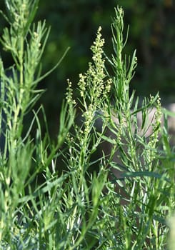 Tarragon,Artemisia dracunculus,is an important medicinal and herbaceous plant. Tarragon,Artemisia Dracunculus,is an important medicinal and herb plant