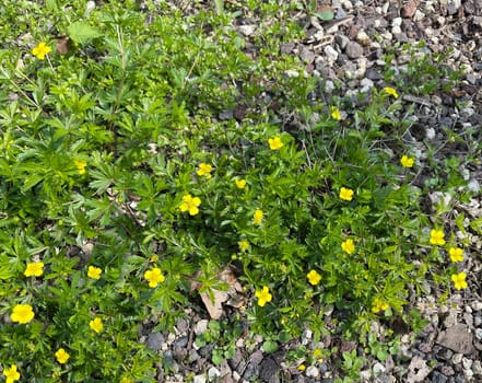 Bloodroot,Potentilla erecta,is an important medicinal plant with yellow flowers. Bloodroot,Potentilla erecta,is an important medicinal plant with yellow flowers