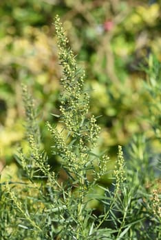 Tarragon,Artemisia dracunculus,is an important medicinal and herbaceous plant. Tarragon,Artemisia Dracunculus,is an important medicinal and herb plant