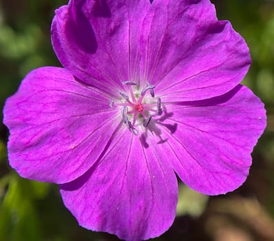 Blood Stork's Beak,Geranium,sanguineum is a beautiful wild and medicinal plant with deep purple flowers. Cranesbill,Geranium,sanguineum is a pretty wild and medicinal plant with deep purple flowers.