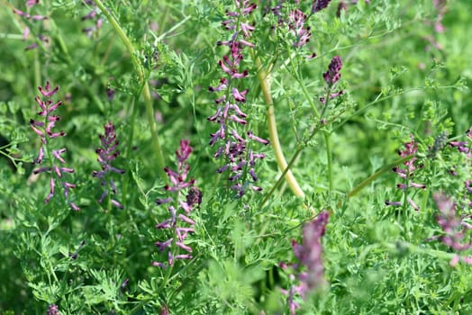 Erdrauch,Fumaria,Officinalis is a wild and medicinal plant with pink flowers. Fumitory,Fumaria,Officinalis is a wild and medicinal plant with pink flowers.